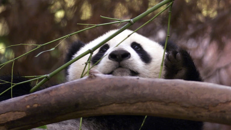 Hua Mei, the baby panda at the San Diego Zoo,...