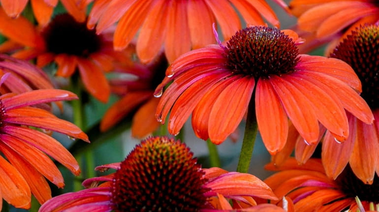 'Orange You Awesome' coneflowers grow 18 to 22 inches tall...