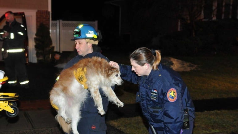 Rescuers comfort a dog who was revived with a special...