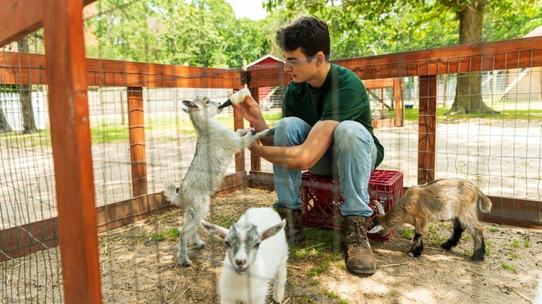 Intern Wyatt Skopov-Normane bottle feeds a baby goat in the...