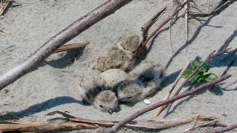 Piping plover chicks and eggs in a nest.
