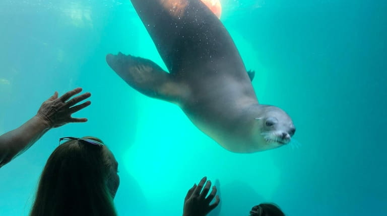 Sea lions are one of the featured attractions at the...