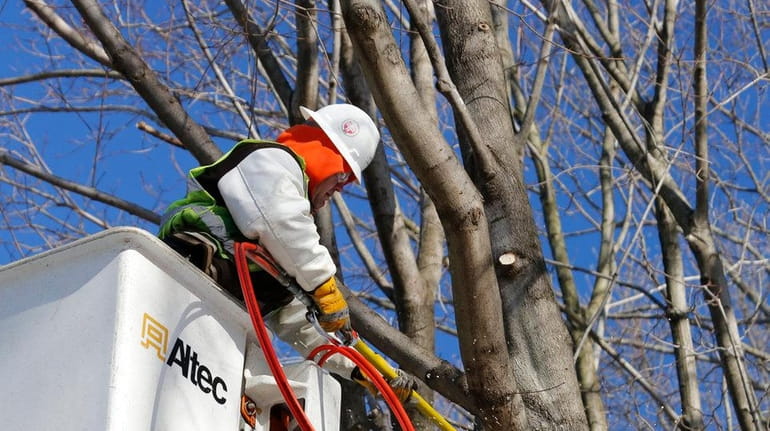 A PSEG Long Island tree trimming contractor clears branches near...