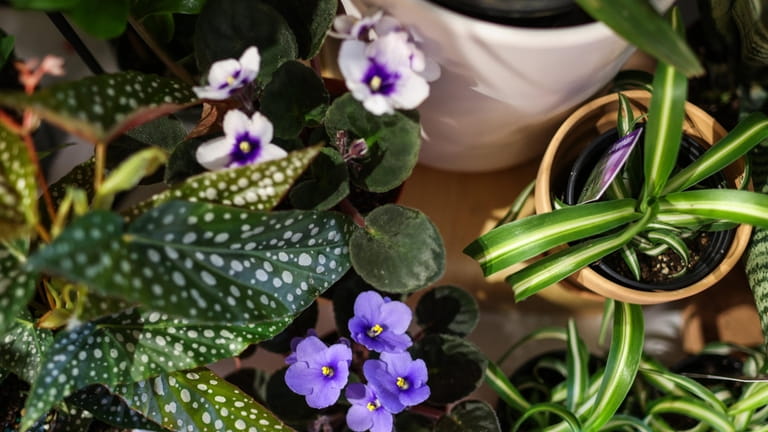 A table of plants including a purple african violet at...