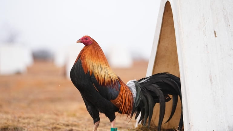 A rooster stands near its teepee shelter at Troy Farms,...