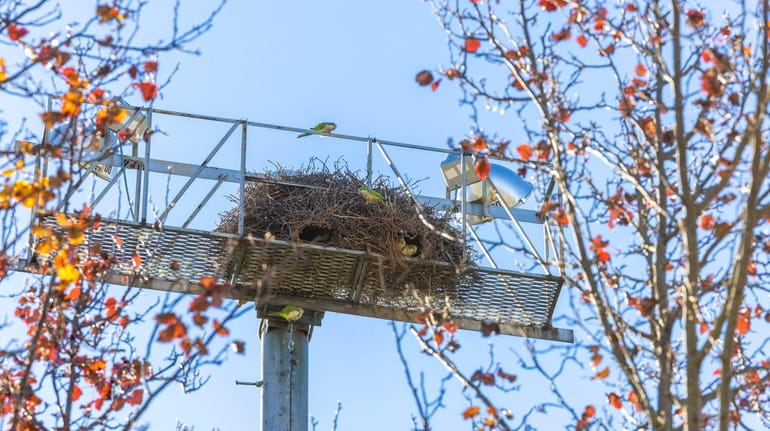 A parrot nest at Lindenhurst Village Park on Tuesday. 