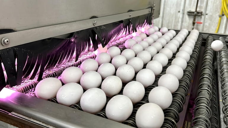 Eggs are cleaned and disinfected at the Sunrise Farms processing...