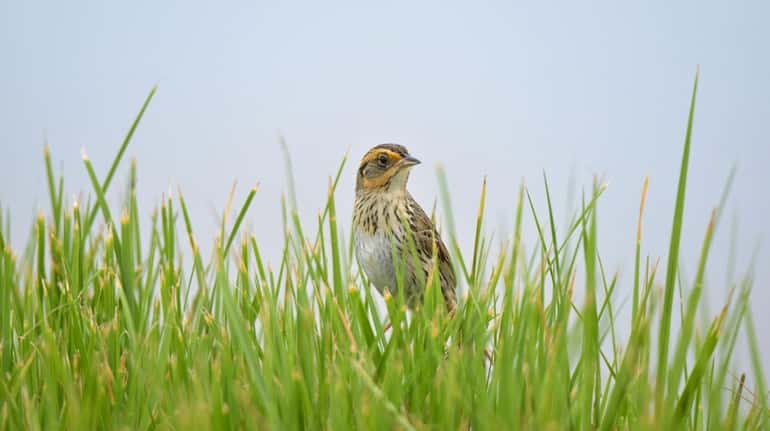 The saltmarsh sparrow, which nests in high marsh, may be...