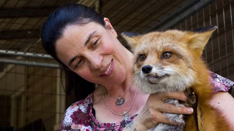 Cathy Horvath holds a fox named Rudy in her backyard....