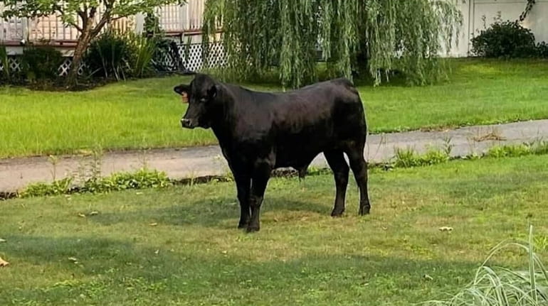 A bull ran loose on Montgomery Avenue in Mastic