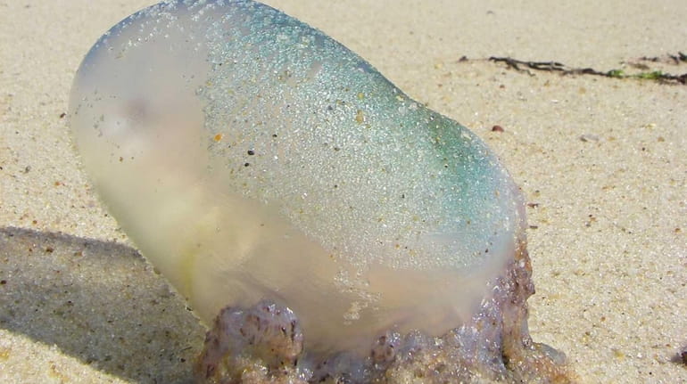 Venomous Portuguese man-of-war have been spotted in two more locales,...