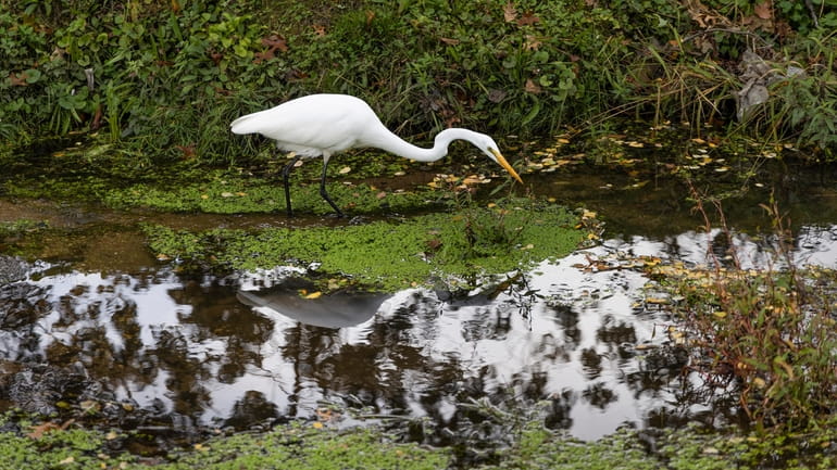 A Egret is surrounded by autumn leaves on a rainy...