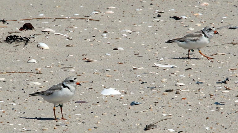 Piping plovers at Smith Point Park, on the Fire Island...