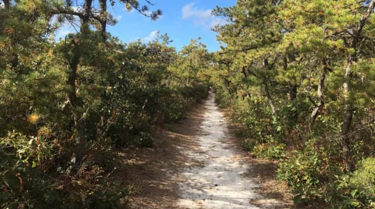 A hiking trail in Quogue Wildlife Refuge in Quogue.