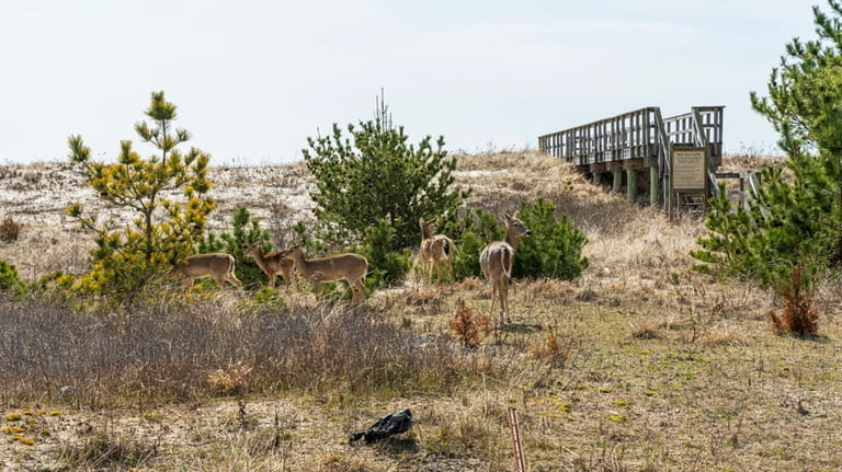 Deer graze along on Dune Road.