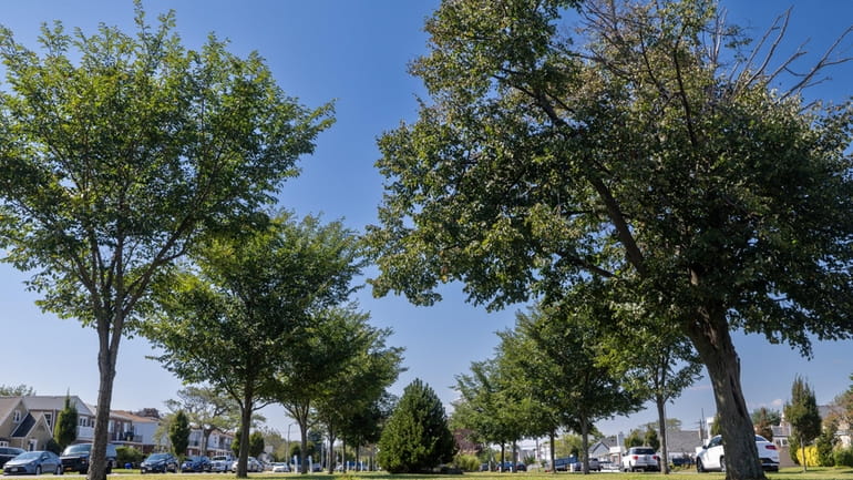 Trees on the median on East Park Avenue at Neptune Boulevard...