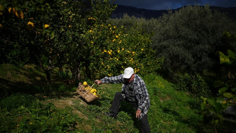 Sixth-generation lemon farmer Pierre Ciabaud collects lemons at his farm...