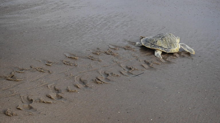 Rocky Road, a juvenile Kemp's ridley turtle, waddles across the...