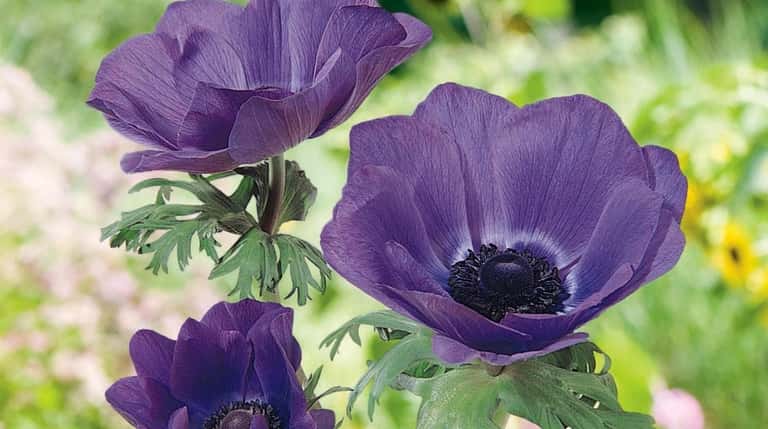 Anemone 'Mona Lisa Blue,' a prolific windflower, can grace the...