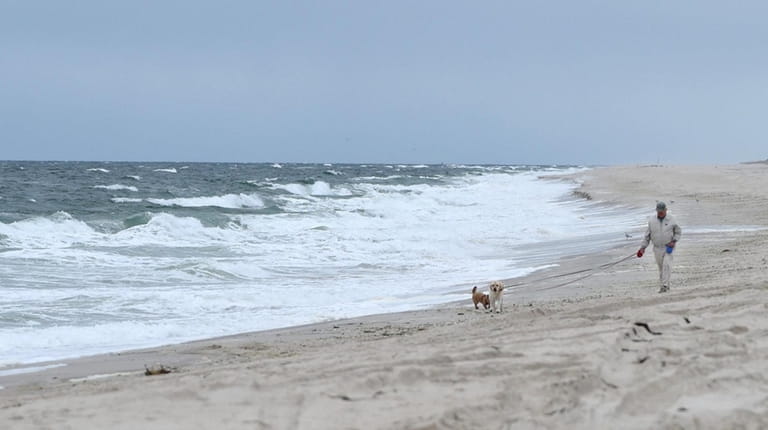 A man walks his dogs along the beach in Quogue...