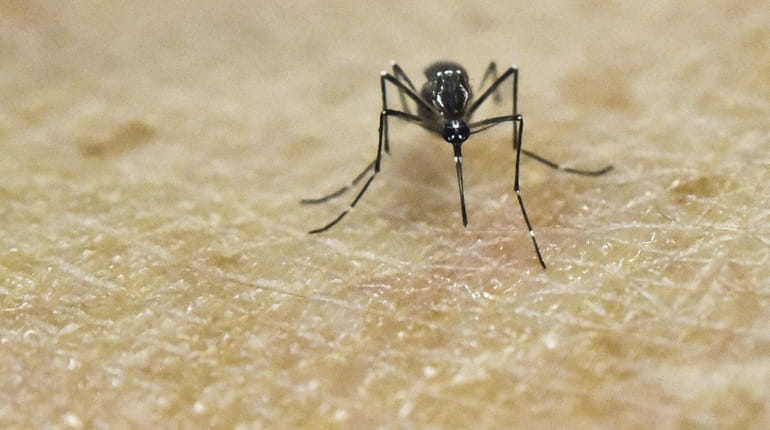 This photo taken on January 25, 2016 shows an Aedes...