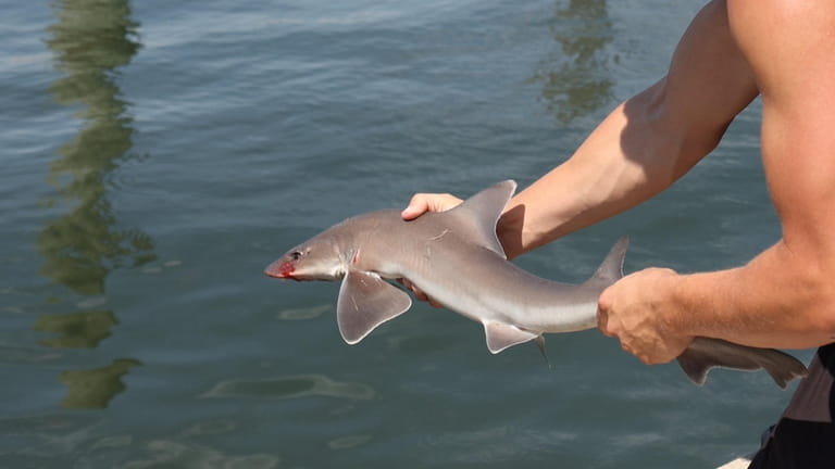 A small sand shark was caught in West Islip on Wednesday.