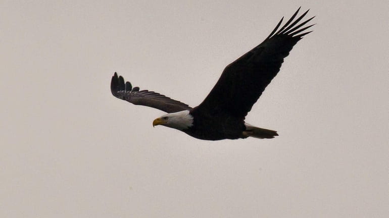 A bald eagle flies over Hempstead Lake State Park. (Dec....