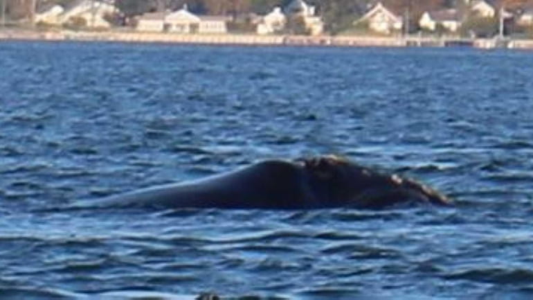 A rare North Atlantic right whale was sighted Thursday, Oct....