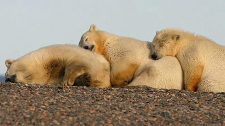 The Southern Beaufort Sea population of polar bears is listed...