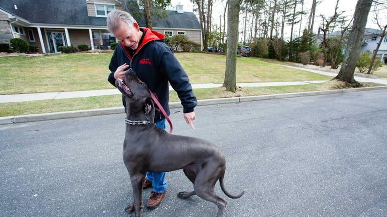 Michael Schaier works with Charlie, a Great Dane who is...