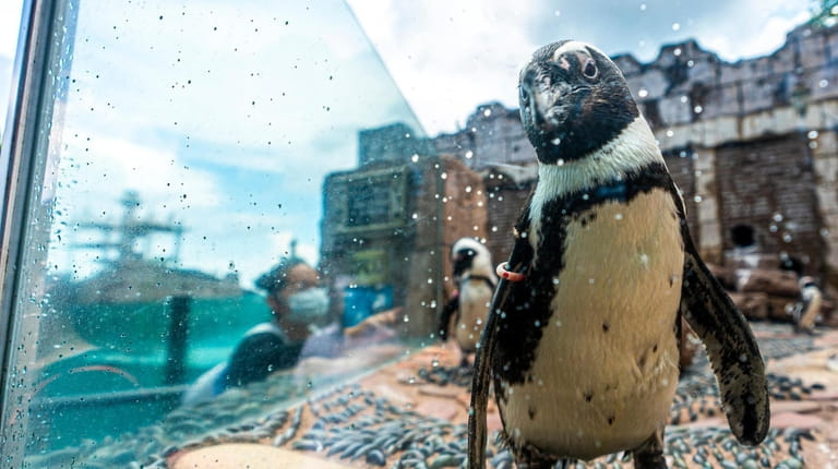 See the Penguin Pavilion, home to African penguins, during a...