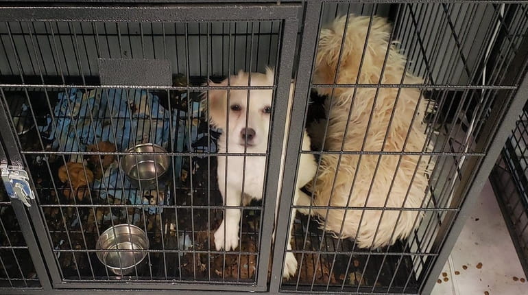 Members of the Nassau County SPCA seized 11 puppies in Baldwin...