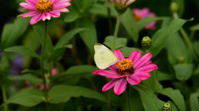 A cabbage white butterfly lands on a zinnia at Old...