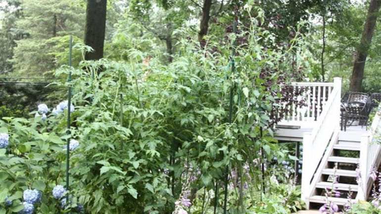 Reader Lionel Mailloux is growing towering, 8-foot-tall tomato plants. (2013)