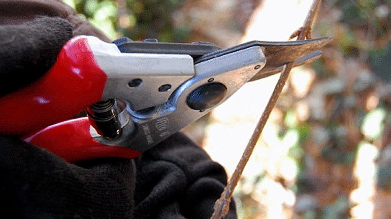 A pair of bypass-type pruners is a good investment.