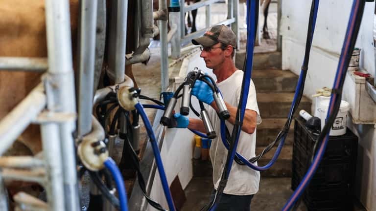 Chris Wines milks his herd of Jersey dairy cows at...