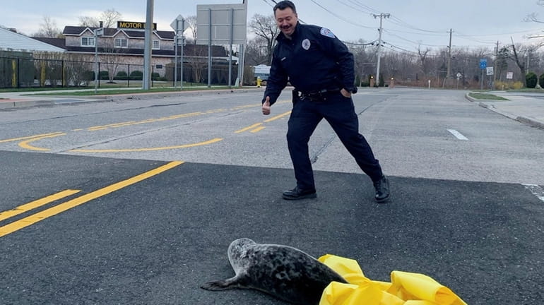 A Southampton Town police officer came face-to-snout with a young harbor...