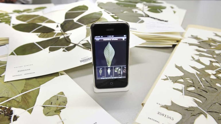 Old tech and new tech. Leaf specimens in Smithsonian Natural...