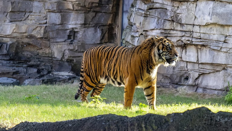 Visitors can see 9-year-old Bandar at Busch Gardens Tampa Bay in...