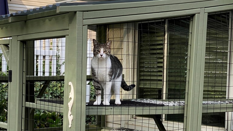 Mush the cat enjoys the catio that Andrea Levine had built at...