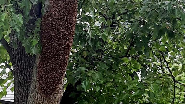 A swarm of honey bees on a tree located in front of...