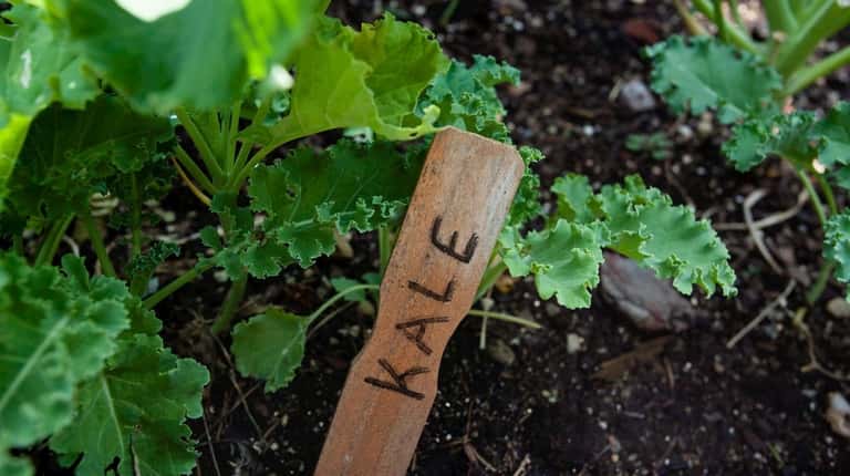 The flavor of kale improves after a light frost.