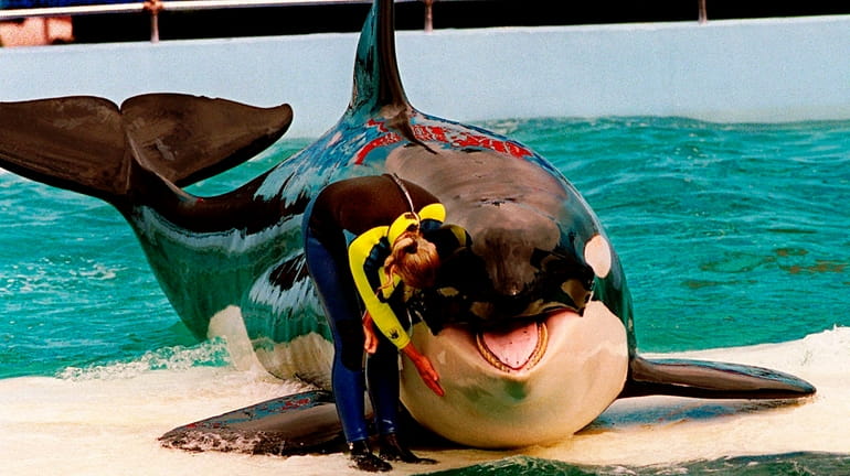A trainer pets Lolita, the captive orca whale, during a...