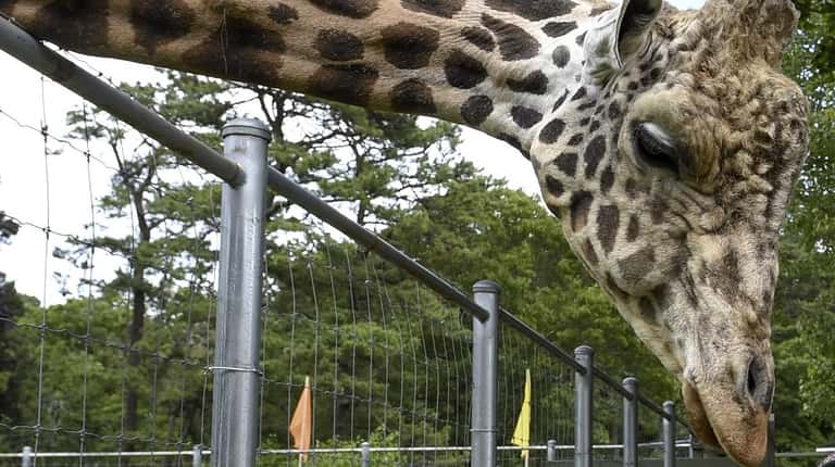 Clifford the giraffe, seen last year, usually returns to the...