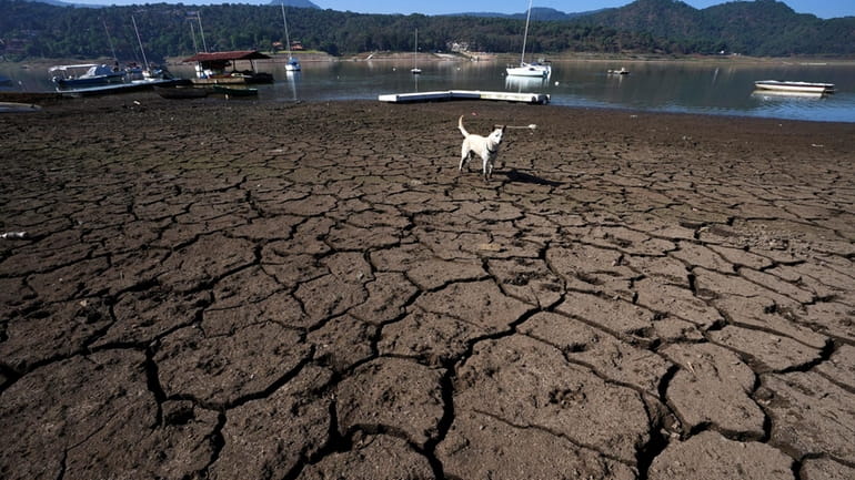 A dog stands on cracked, exposed banks of the Miguel...