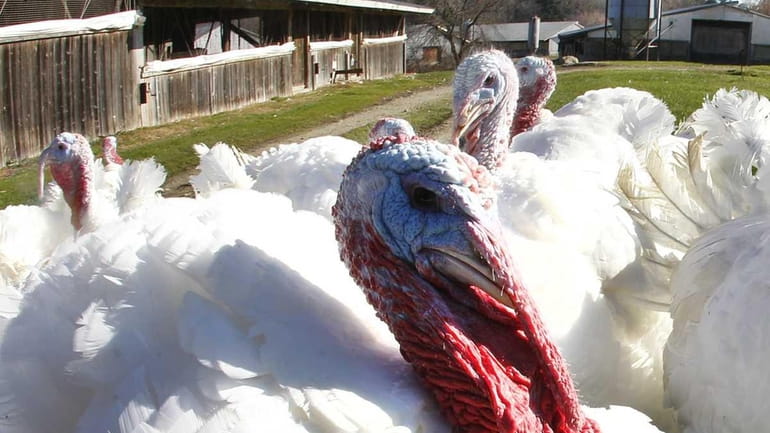 Breeding tom turkeys mill around outside at Raymond's Turkey Farm...