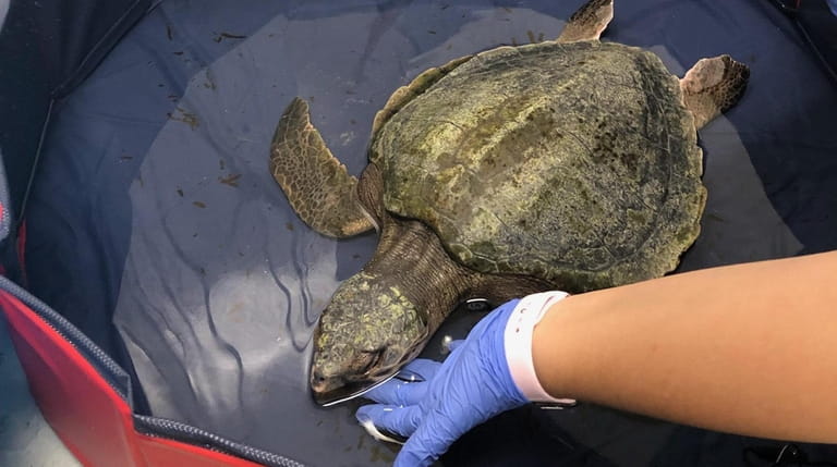 A rescued Kemp's ridley sea turtle, the world's smallest critically endangered sea...