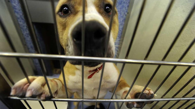 High salaries at Hempstead Animal Shelter Newsday reported Jan. 29...