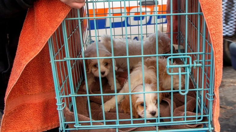 Puppies seized in Hicksville in 2019 as part of a...