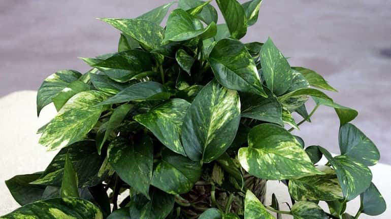 The pothos has long vining stems with glossy, heart-shaped leaves.